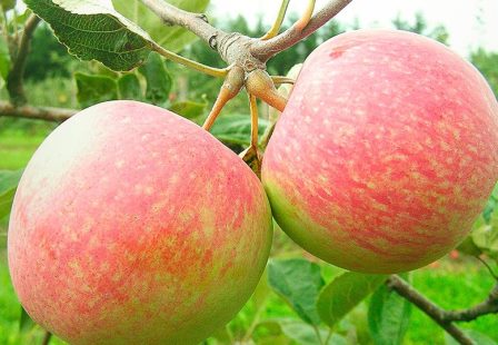 Яблоки Коричное Полосатое Описание Фото